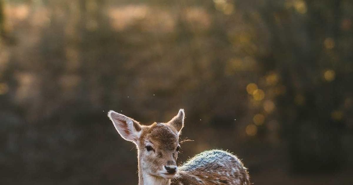 Nationwide Vaccine Campaign Targets 4 Million Children Against Measles