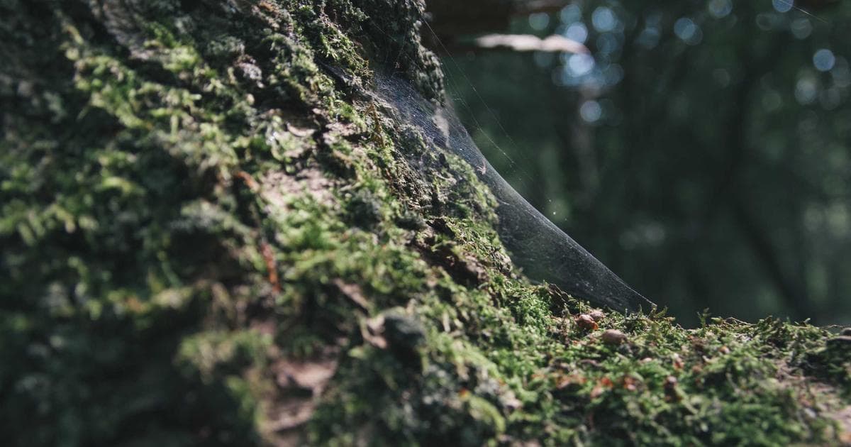 Nepali Tech Startups Secure Record 8 Billion Rupees in Funding