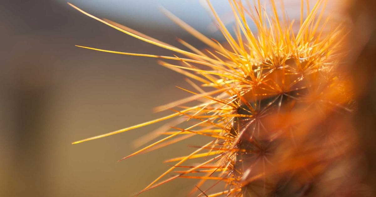 Nepali Film Industry Celebrates Record-Breaking Box Office Year